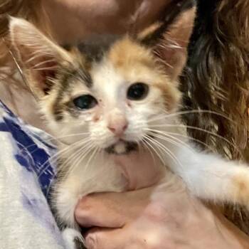 Mabel -  Domestic Short Hair Cat for Adoption in Springboro, Ohio - Mabel | PetCurious