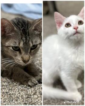Rescue Domestic Short Hair Cats for Adoption in Jacksonville, Florida - Stella & Squirt | PetCurious