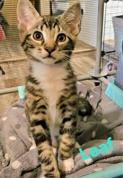 Leaf -  Domestic Short Hair Cat Available for Adoption in Longwood, Florida - Leaf | PetCurious