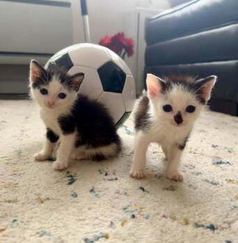 Ronaldo and Messi -  Domestic Short Hair Cat for Adoption in New York, New York - Ronaldo And Messi | PetCurious