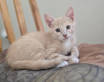 Stripes -  Tabby Cat for Adoption in Bentonville, Arkansas - Stripes | PetCurious