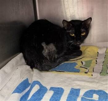 HANNAH -  Domestic Medium Hair Cat for Adoption in Jacksonville, Florida - HANNAH | PetCurious