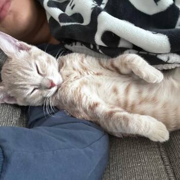 Rescue Tabby and Domestic Short Hair Cats for Adoption - Ash (Urgent!) | PetCurious