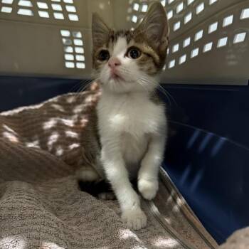 Juniper -  Domestic Short Hair Cat for Adoption in Pinellas Park, Florida - Juniper | PetCurious