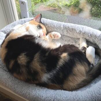 Allie (Bonded with Pickles) -  American Shorthair Cat for Adoption in Nashville, Tennessee - Allie (Bonded With Pickles) | PetCurious