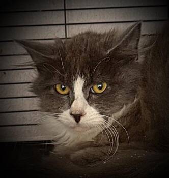 Domestic Long Hair and Domestic Short Hair Cats Available for Adoption in Klamath Falls, Oregon - Jett | PetCurious