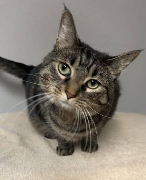 Penelope (Princess P) -  Domestic Short Hair Cat for Adoption in Little Falls, Minnesota - Penelope (Princess P) | PetCurious