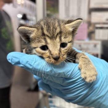Ochoa -  Domestic Short Hair Cat for Adoption in Salt Lake City, Utah - Ochoa | PetCurious