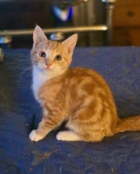 Domestic Short Hair Cats Available for Adoption - Ronan | PetCurious