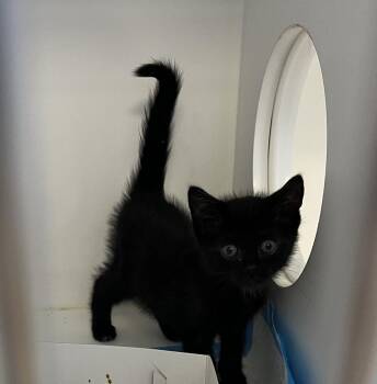 Tippy Toe -  Domestic Short Hair Cat for Adoption in Greenfield, Indiana - Tippy Toe | PetCurious