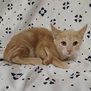 Blondie -  Domestic Short Hair Cat for Adoption in Coos Bay, Oregon - Blondie | PetCurious