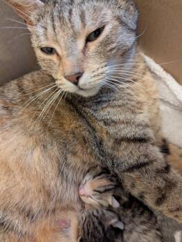 Queenie (in foster) -  Domestic Short Hair Cat for Adoption in Alexandria, Virginia - Queenie (in Foster) | PetCurious