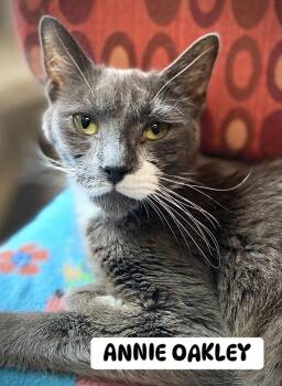 Annie Oakley -  Domestic Short Hair Cat for Adoption in Duxbury, Massachusetts - Annie Oakley | PetCurious