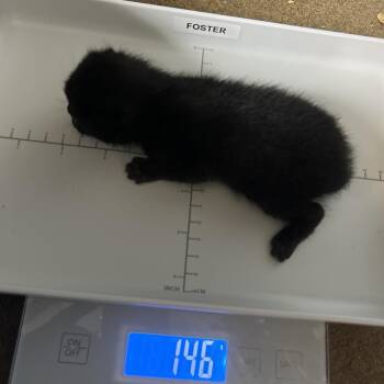 Tyler -  Domestic Short Hair Cat for Adoption in Chattanooga, Tennessee - Tyler | PetCurious