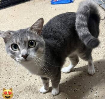 Caesar -  Domestic Short Hair Cat for Adoption in Phoenix, Arizona - Caesar | PetCurious