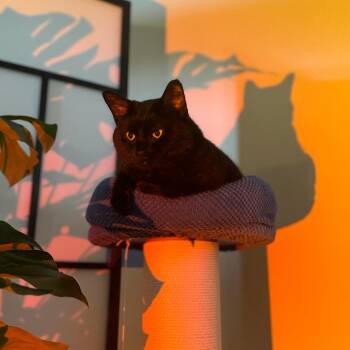 Domestic Short Hair Cats Available for Adoption in Indianapolis, Indiana - Jupiter | PetCurious