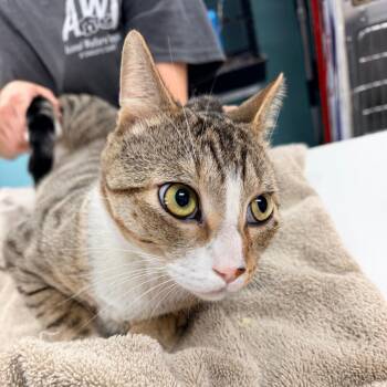 0844-C26 -  Domestic Short Hair Cat for Adoption in Port Charlotte, Florida - 0844-C26 | PetCurious