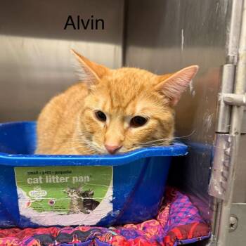 Domestic Short Hair Cats Available for Adoption in Buffalo, Minnesota - Alvin *Meet Me At Lakeville Petsmart* | PetCurious