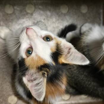Magpie -  Domestic Short Hair Cat for Adoption in Birmingham, Alabama - Magpie | PetCurious