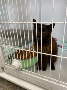 Domestic Long Hair Cats Available for Adoption in Van Wert, Ohio - Amaranth | PetCurious