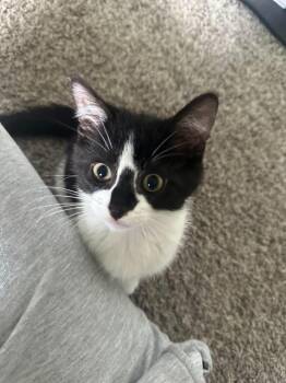Ellie -  Domestic Short Hair Cat for Adoption in Monticello, Indiana - Ellie | PetCurious