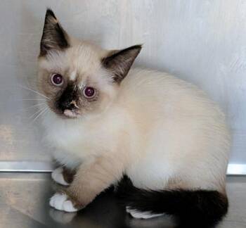 Suki -  Siamese Cat for Adoption in St. Augustine, Florida - Suki | PetCurious