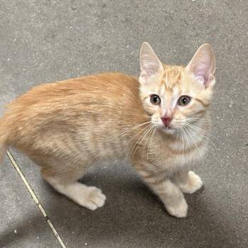 Robinhood -  Domestic Short Hair Cat for Adoption in Davenport, Iowa - Robinhood | PetCurious