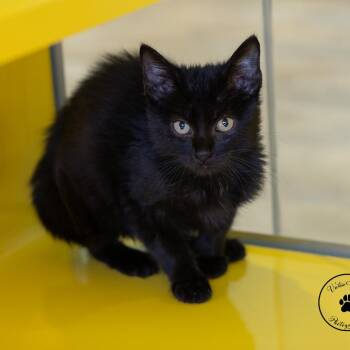 Vlad -  Domestic Short Hair Cat for Adoption in Abilene, Texas - Vlad | PetCurious