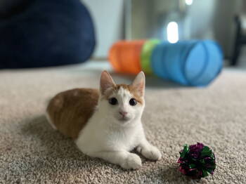 Rescue Domestic Short Hair Cats for Adoption in Minneapolis, Minnesota - Sunny C4737 | PetCurious