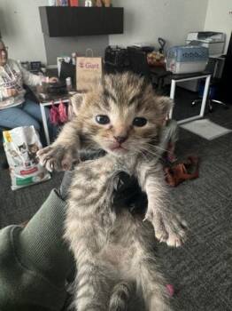 Galaxy -  Domestic Short Hair Cat for Adoption in West Chester, Pennsylvania - Galaxy | PetCurious