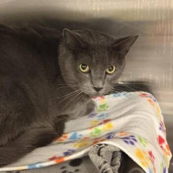 Meow Mix -  Domestic Short Hair Cat for Adoption in Salt Lake City, Utah - Meow Mix | PetCurious