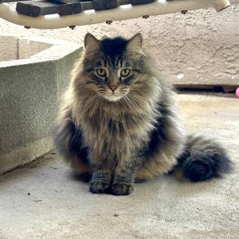 Domestic Long Hair Cats Available for Adoption - Captain | PetCurious