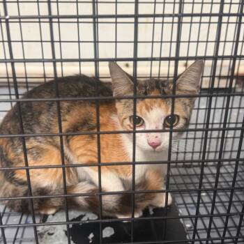 TUSC-Wildlife-85851 -  Domestic Short Hair Cat for Adoption in Tuscaloosa, Alabama - TUSC-Wildlife-85851 | PetCurious