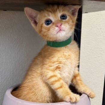 Queso Chip -  Tabby and Domestic Short Hair Cat for Adoption in Friendswood, Texas - Queso Chip | PetCurious