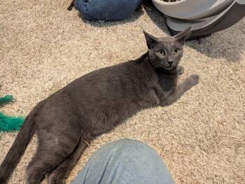 Little Blue -  Domestic Short Hair Cat for Adoption in Waseca, Minnesota - Little Blue | PetCurious