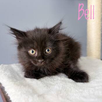 Bell -  Domestic Long Hair Cat for Adoption in Bethel, Ohio - Bell | PetCurious