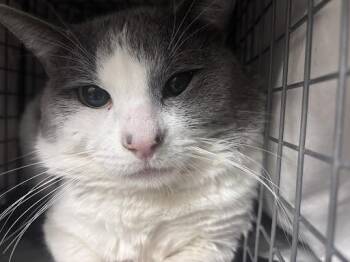 Domestic Short Hair Cats Available for Adoption in Las Vegas, Nevada - POPCORN | PetCurious