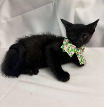 Domestic Short Hair Cats Available for Adoption in Margate, Florida - LEONARD | PetCurious