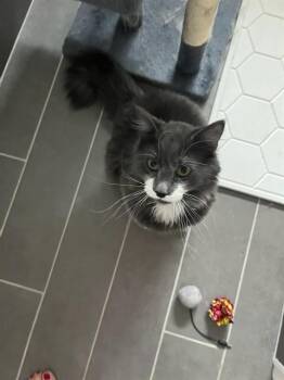 MONSIEUR MUSTACHE -  Domestic Medium Hair Cat for Adoption in Aurora, Colorado - MONSIEUR MUSTACHE | PetCurious