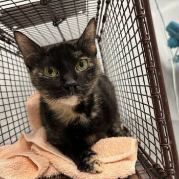 Toni -  Domestic Short Hair Cat for Adoption in Des Moines, Iowa - Toni | PetCurious