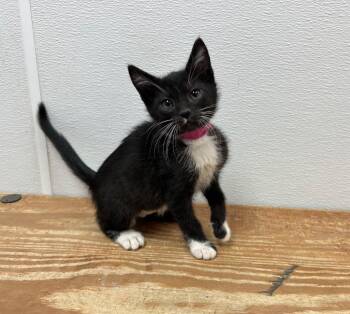 Domestic Short Hair Cats Available for Adoption in Washington Court House, Ohio - Ivy | PetCurious