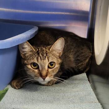 Ishta -  American Shorthair Cat for Adoption in Walker, Michigan - Ishta | PetCurious