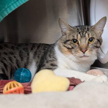 DeLacey -  Domestic Long Hair Cat for Adoption in Pittsburgh, Pennsylvania - DeLacey | PetCurious