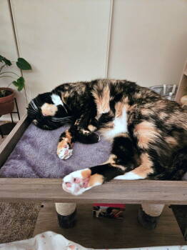 Rescue Tortoiseshell and Calico Cats for Adoption in Hillsboro, Oregon - KITTY #1749 - Offered By Owner - Senior | PetCurious
