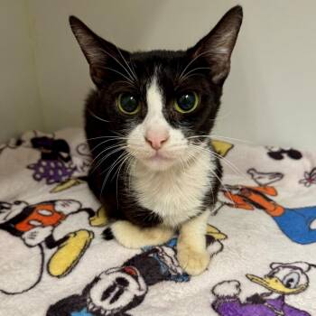 Domestic Short Hair Cats Available for Adoption in Hawthorne, California - Barbie | PetCurious