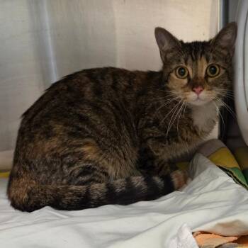 Motor -  Domestic Short Hair Cat for Adoption in Asheville, North Carolina - Motor | PetCurious