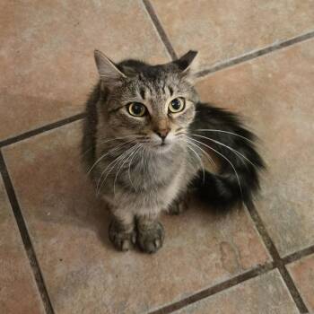 Pebbles -  Domestic Medium Hair and Tabby Cat for Adoption in Liverpool, Texas - Pebbles | PetCurious