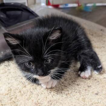 Velma -  Domestic Medium Hair Cat for Adoption in Greensboro, North Carolina - Velma | PetCurious