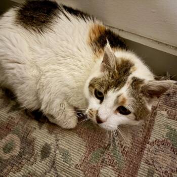 Domestic Short Hair Cats Available for Adoption in Richmond, Virginia - Margot | PetCurious