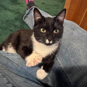 Orville -  Domestic Short Hair Cat for Adoption - Orville | PetCurious